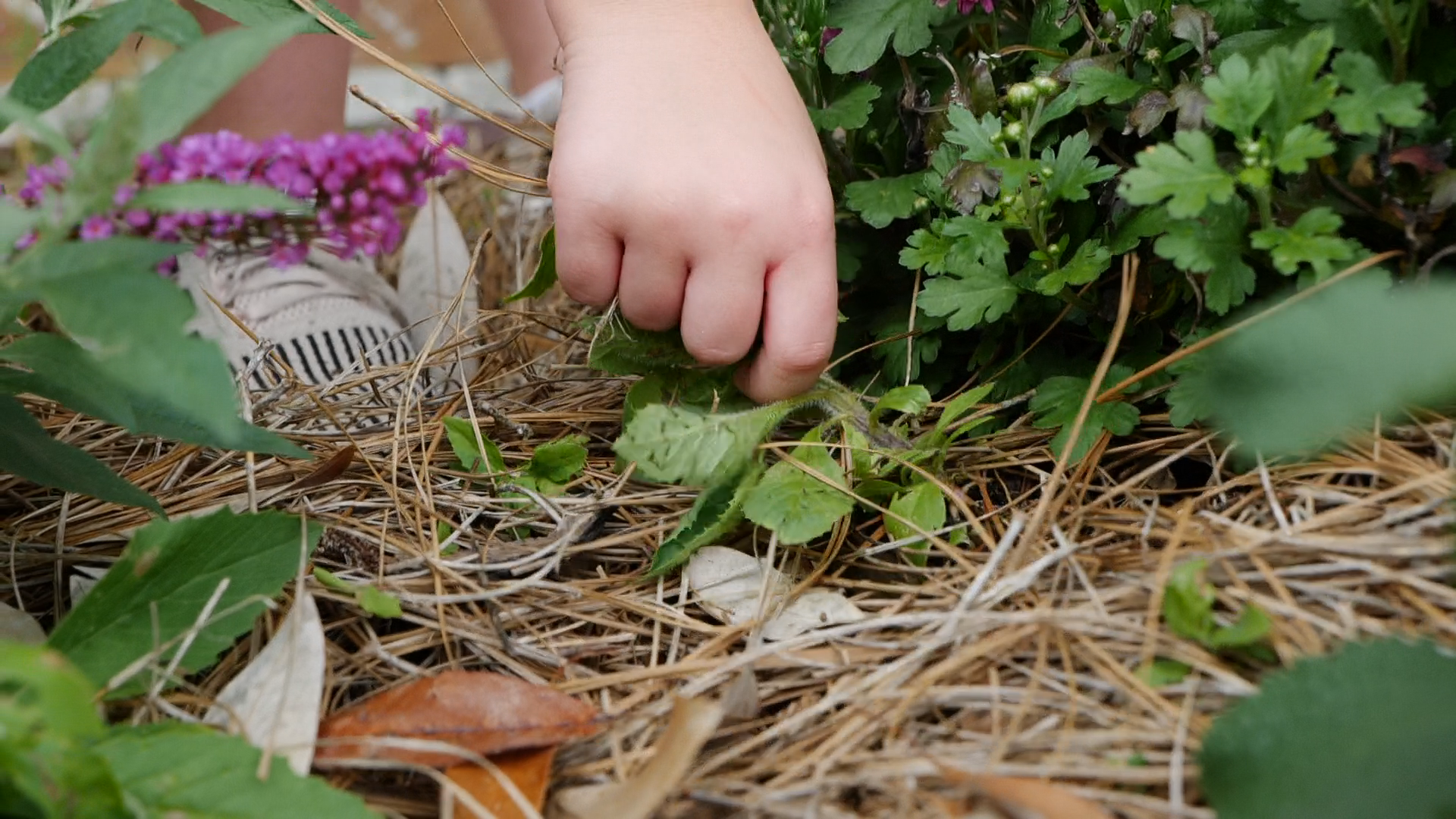 Gardening is good for you 
